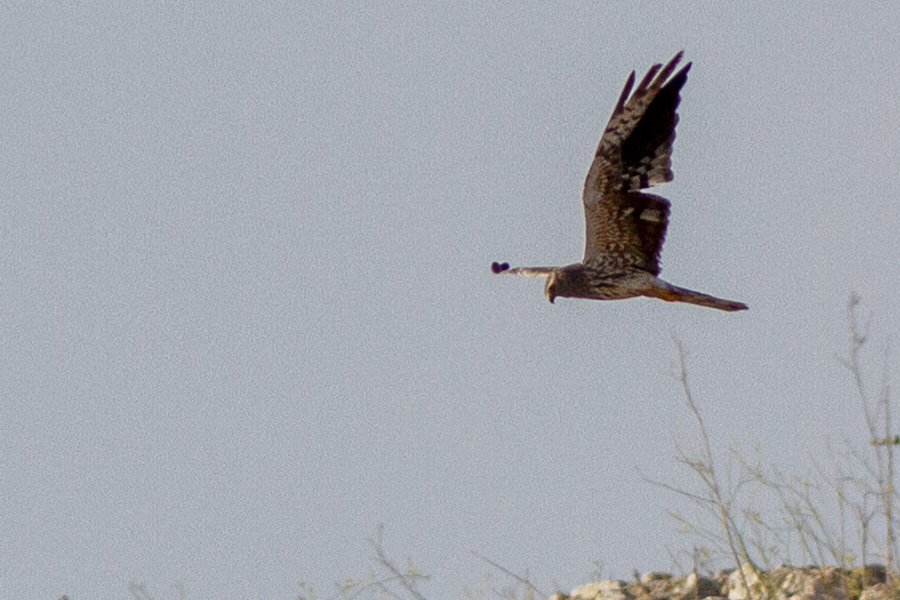 Montagu`s Harrier