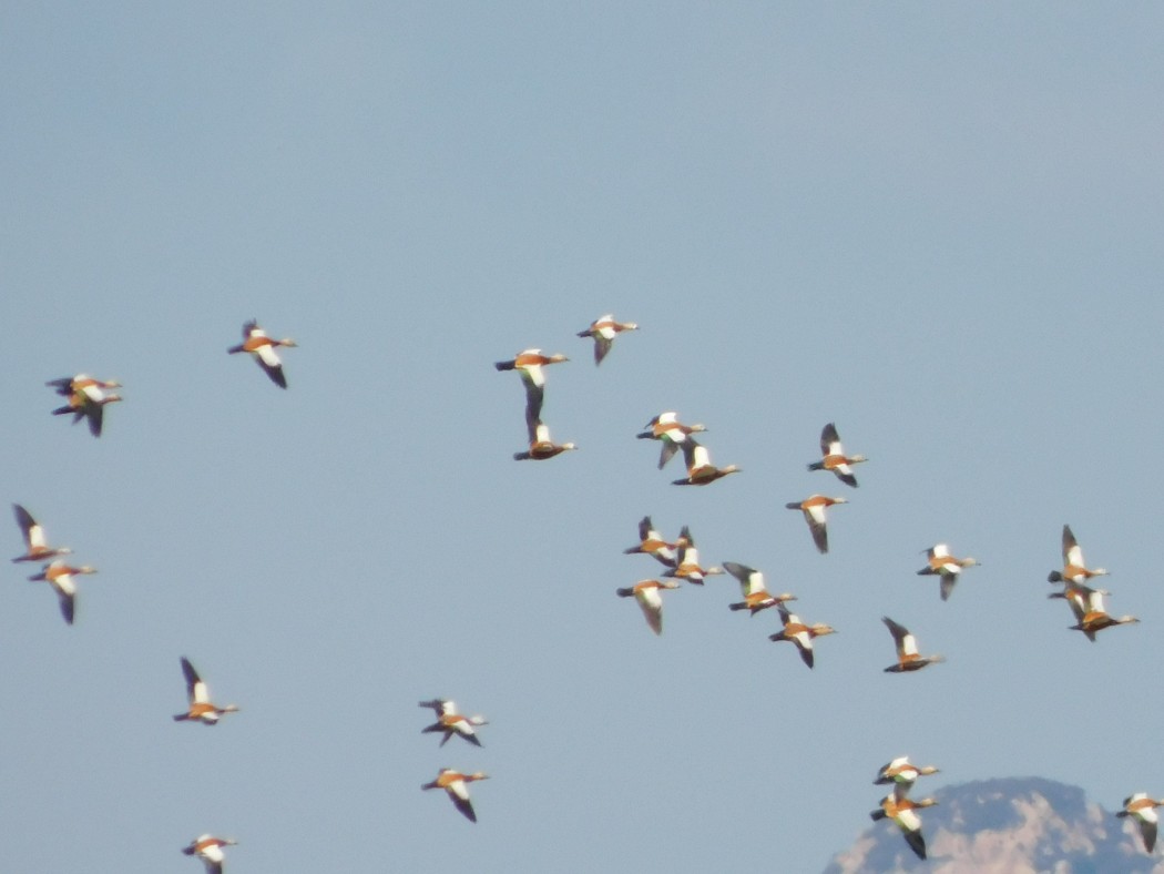 Ruddy Shelduck