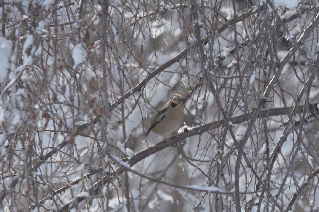 Hawfinch