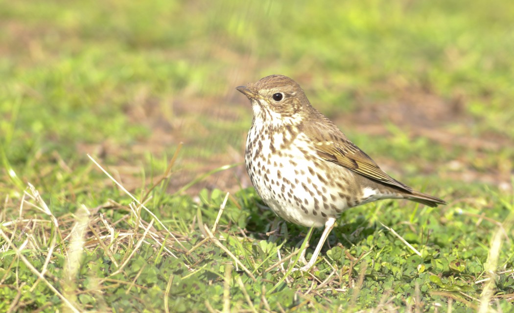 Song Thrush