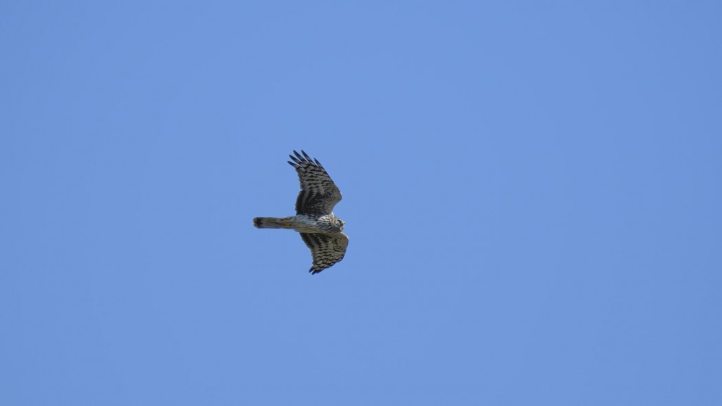 Hen Harrier