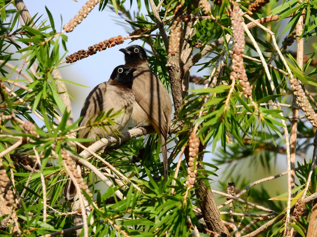 White-spectacled Bulbul