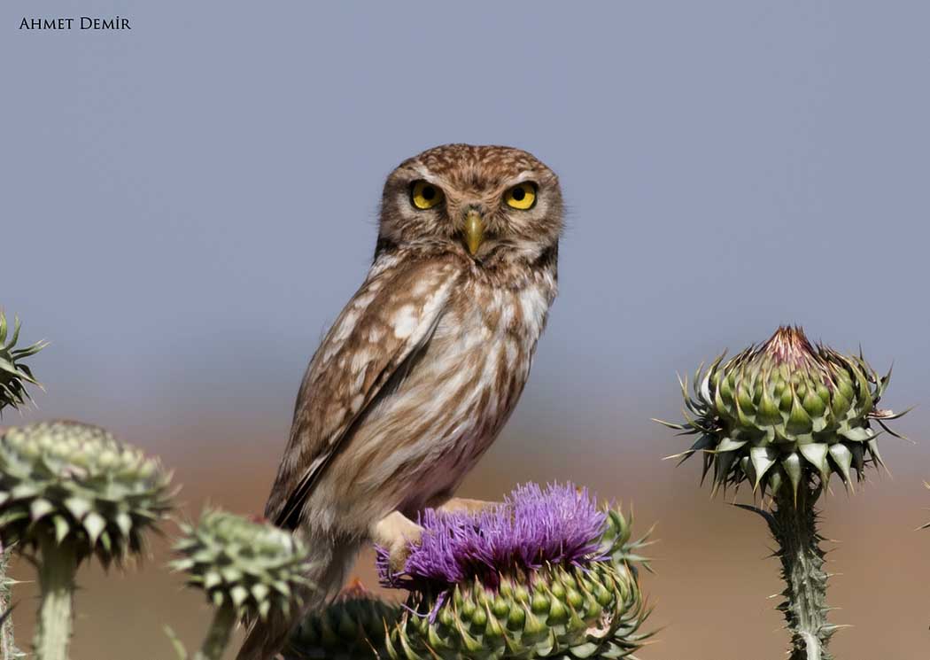 Little Owl