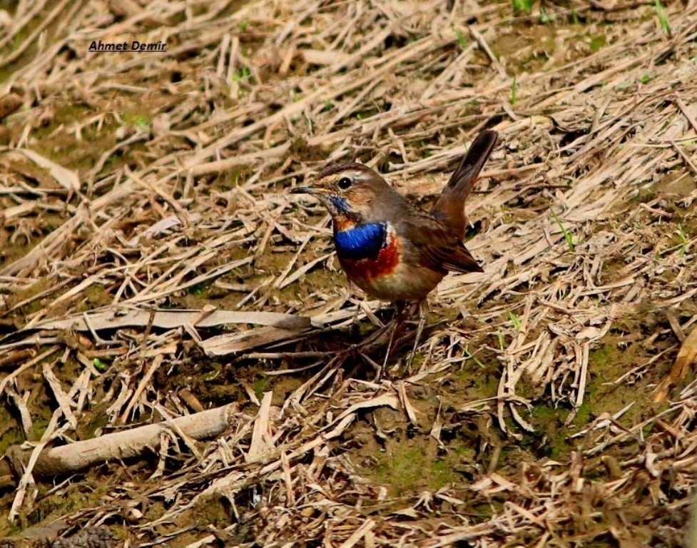 Bluethroat