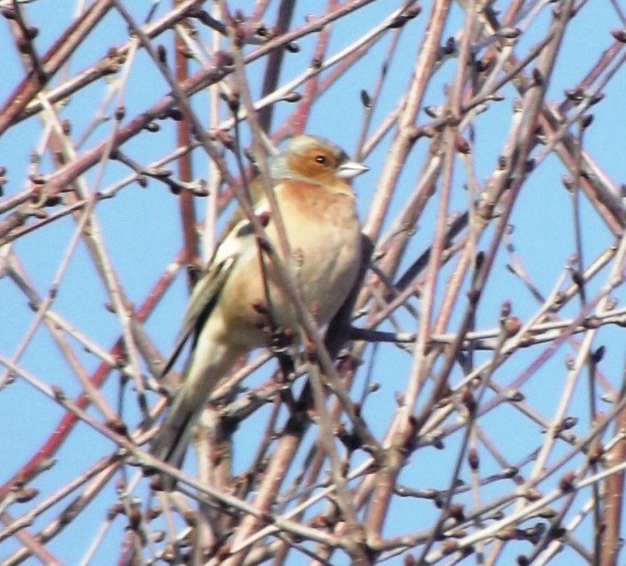Eurasian Chaffinch