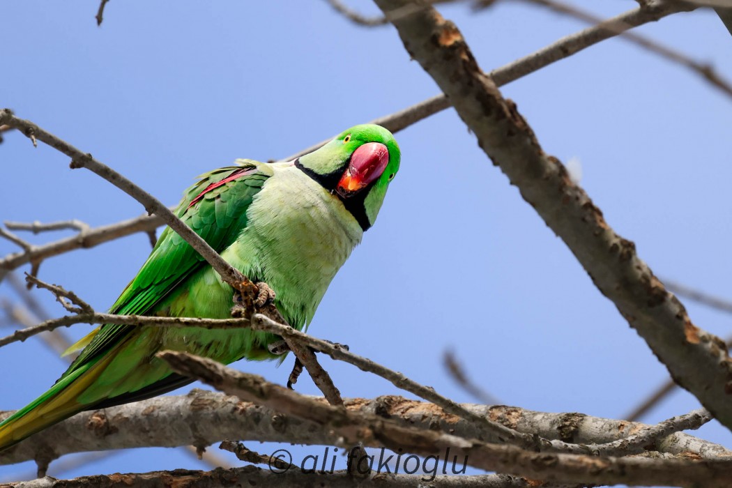 Alexandrine Parakeet