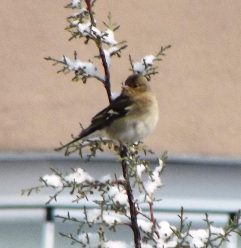 Eurasian Chaffinch