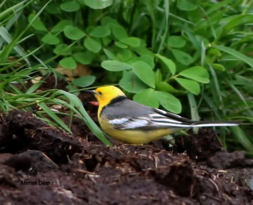 Citrine Wagtail