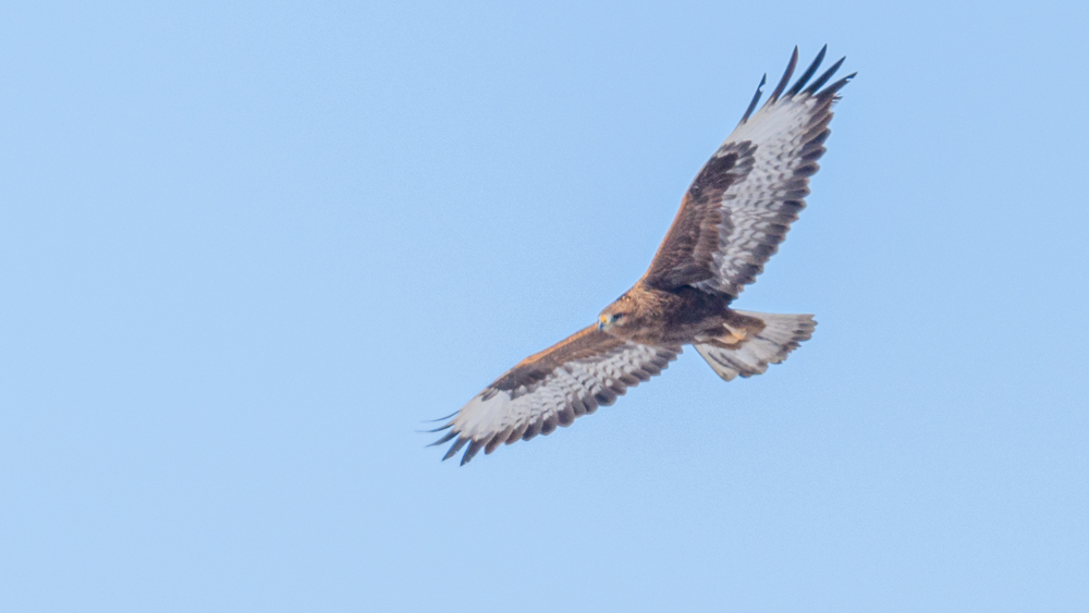 Long-legged Buzzard