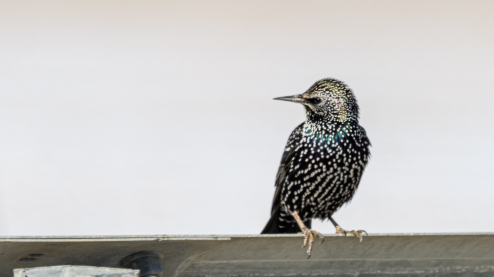 Common Starling