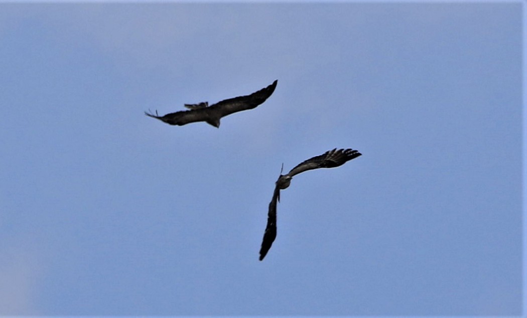 Golden Eagle