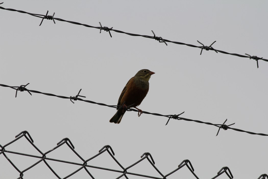 Ortolan Bunting