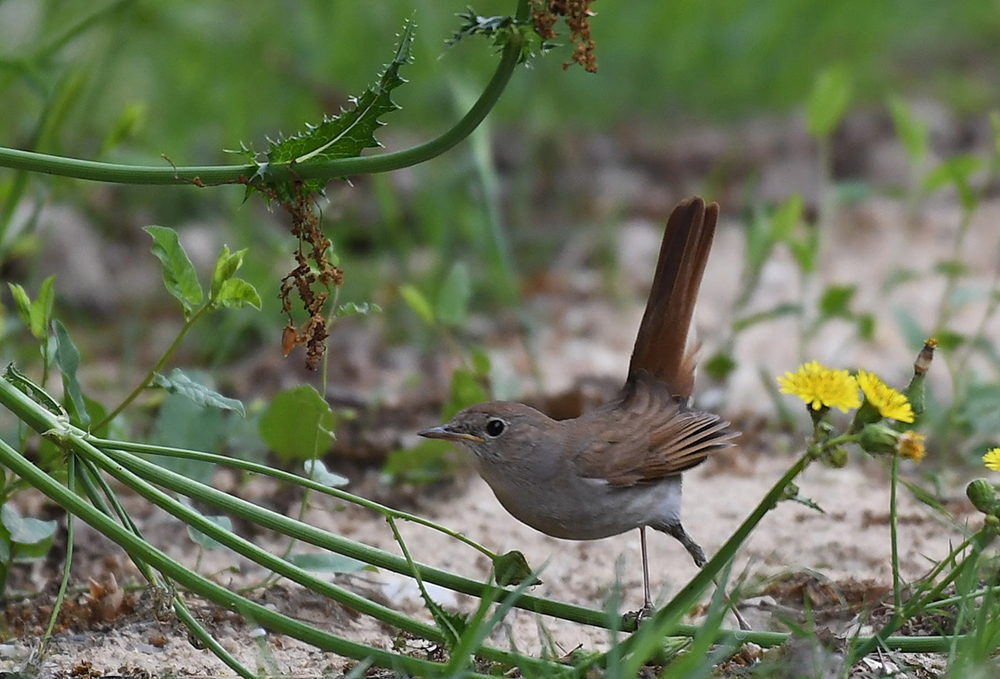Thrush Nightingale