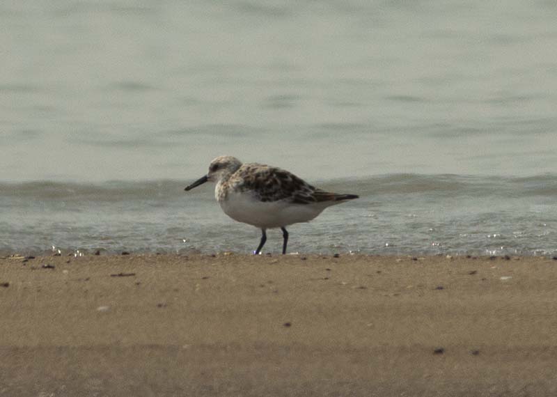 Sanderling
