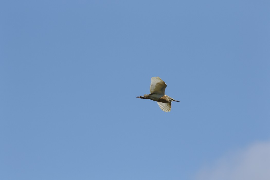 Squacco Heron
