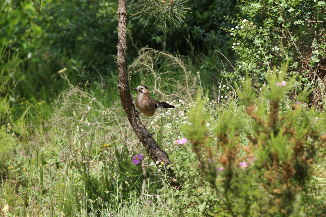 Eurasian Jay