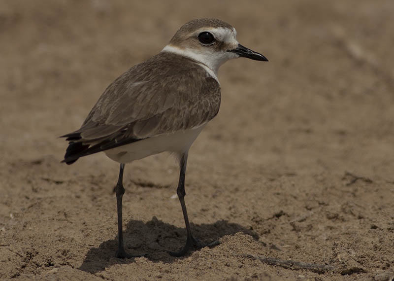 Kentish Plover