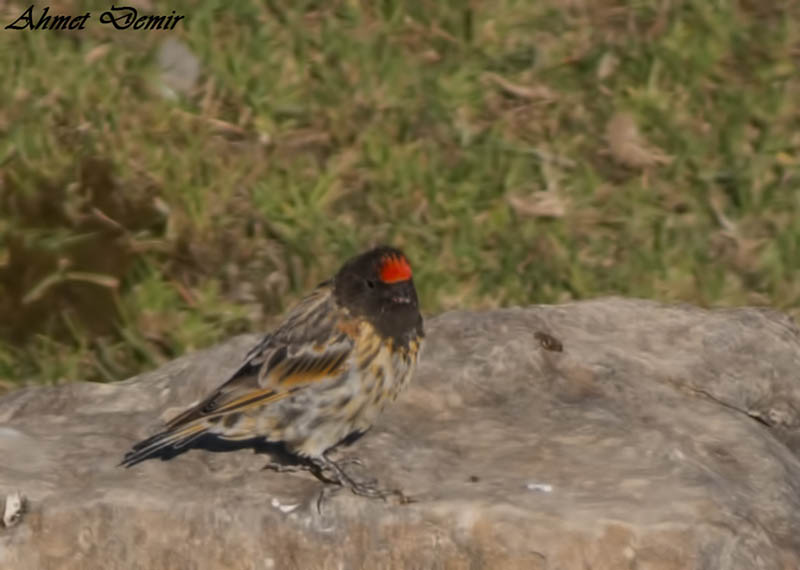 Red-fronted Serin