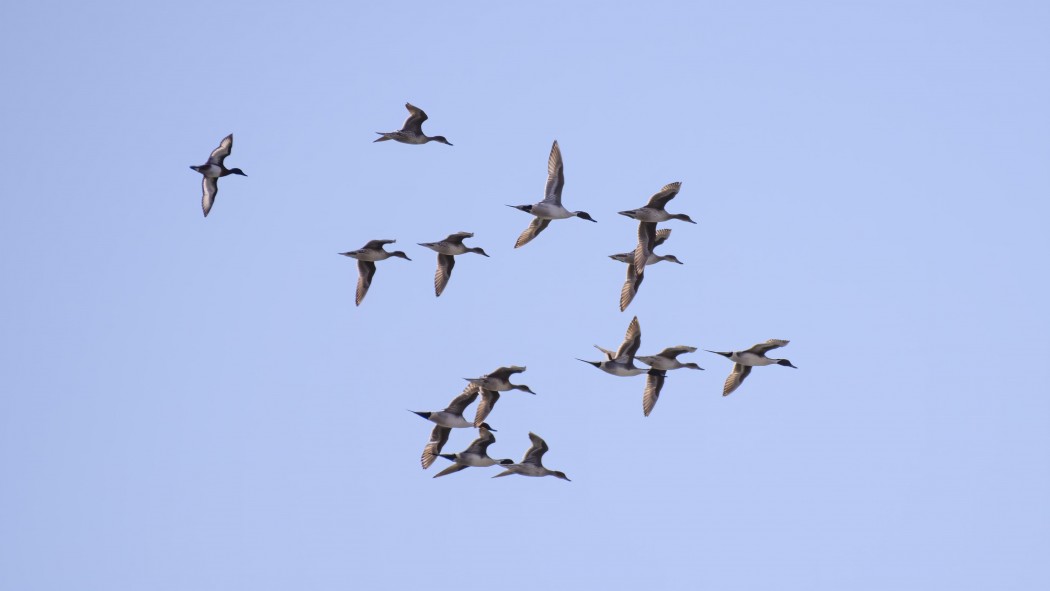Ferruginous Duck