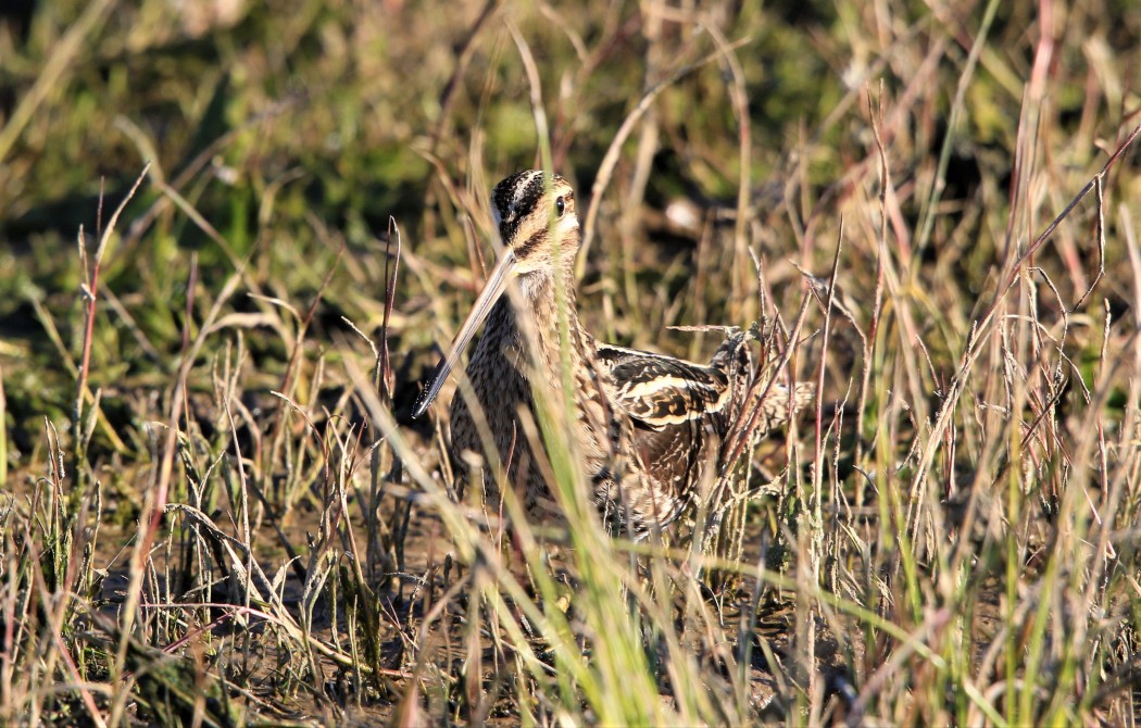 Common Snipe