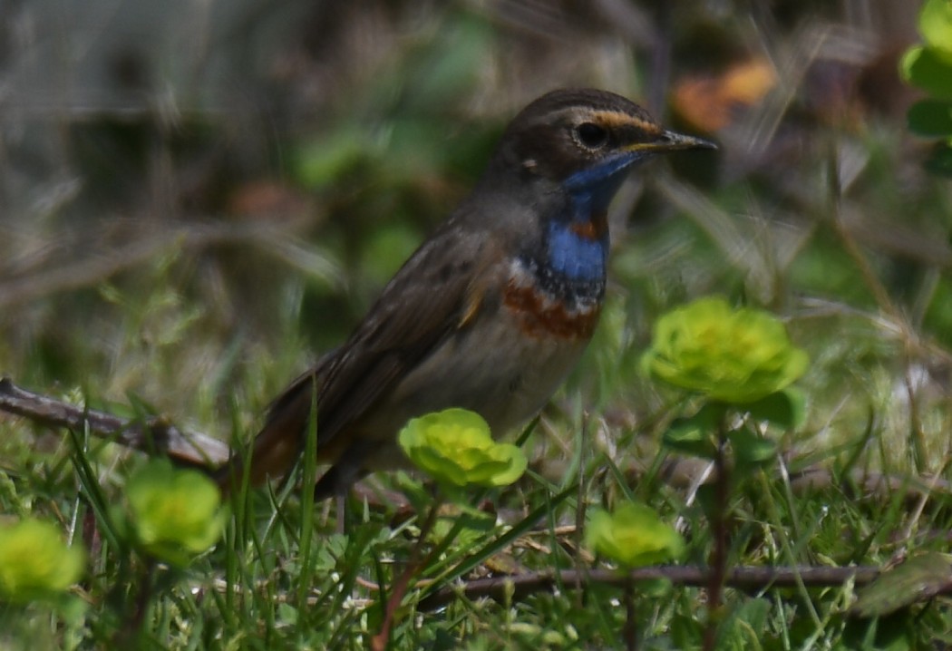 Bluethroat