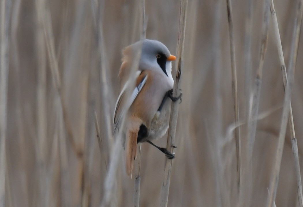 Bearded Reedling