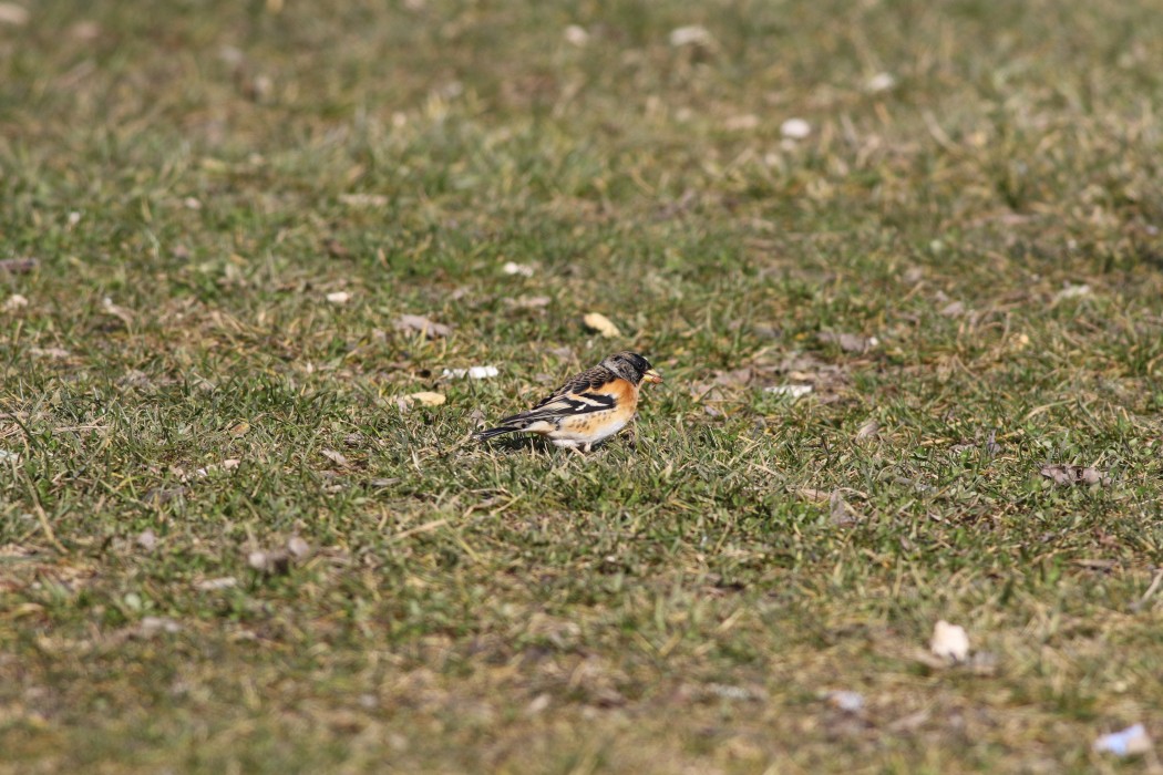 Brambling
