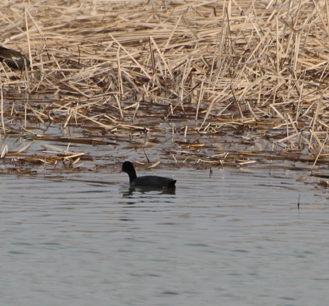 Eurasian Coot