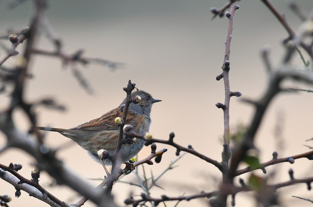 Dunnock