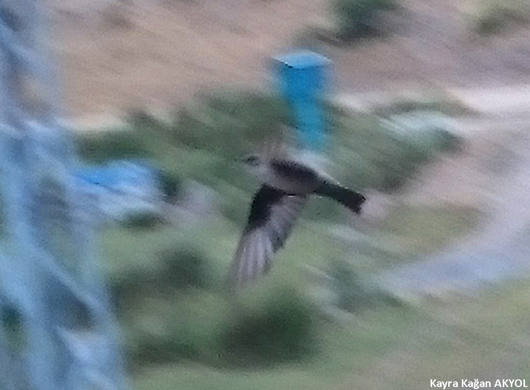 Eurasian Crag Martin