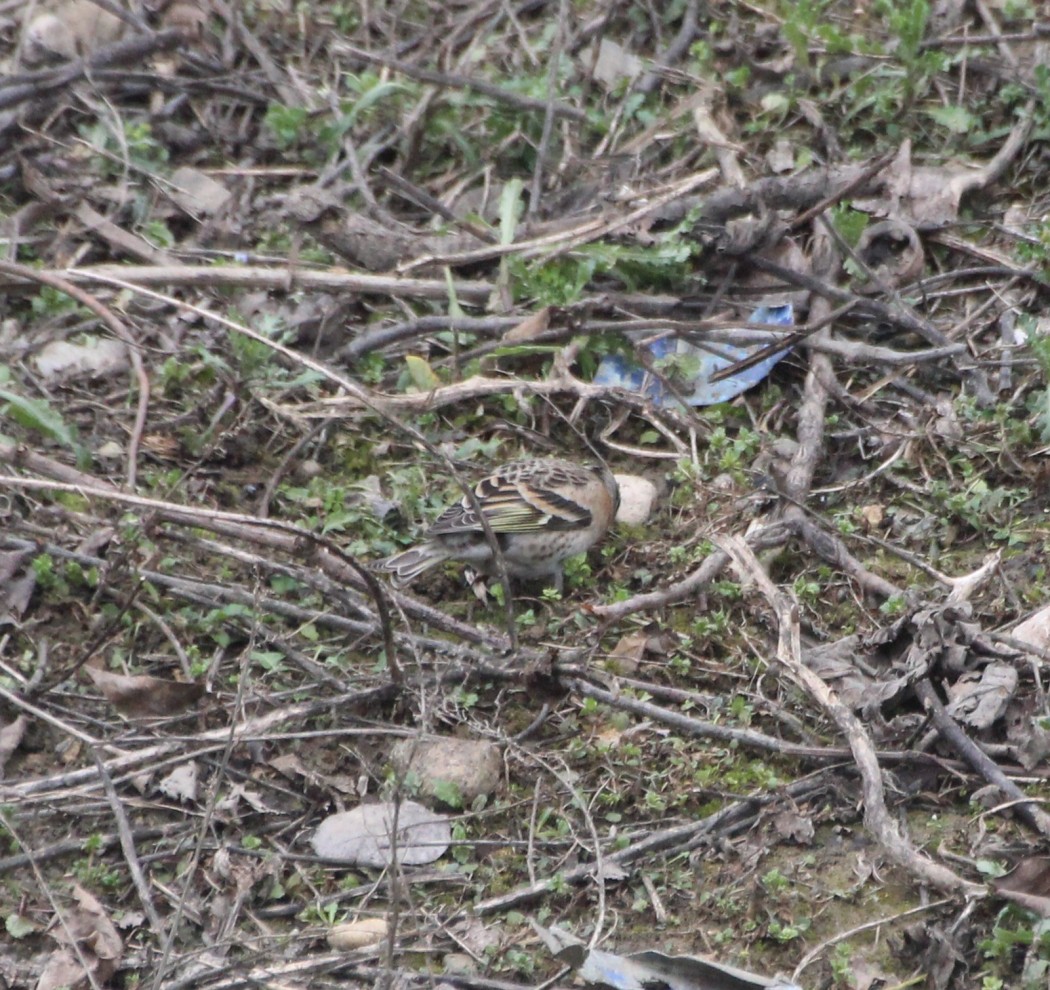 Brambling