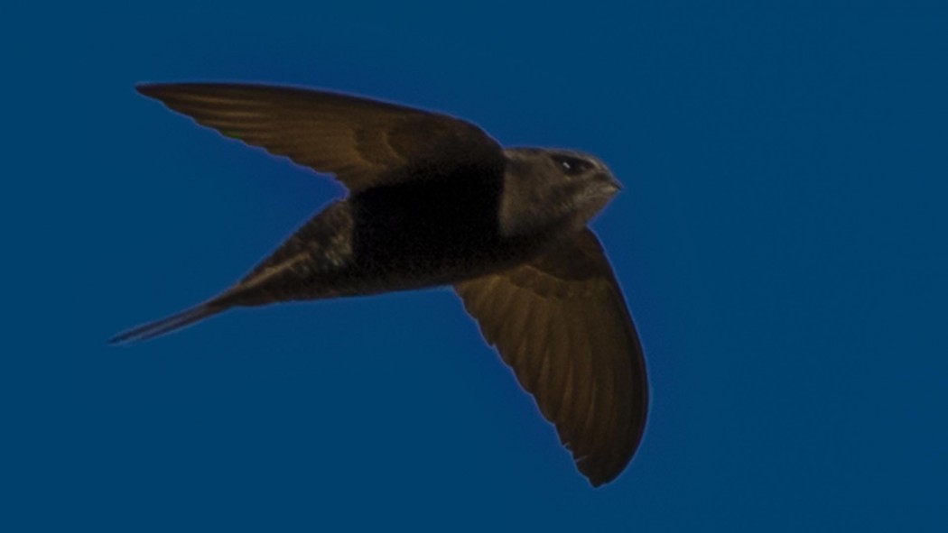 Pallid Swift