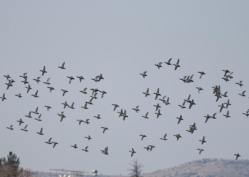 Elmabaş patka