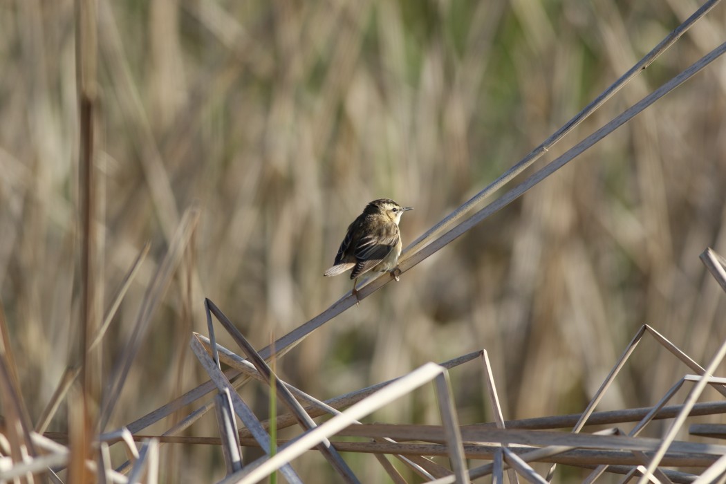 Sedge Warbler