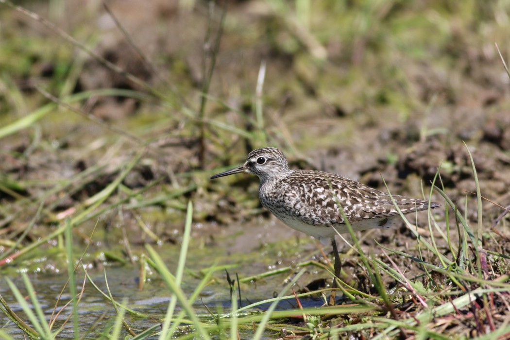 Wood Sandpiper