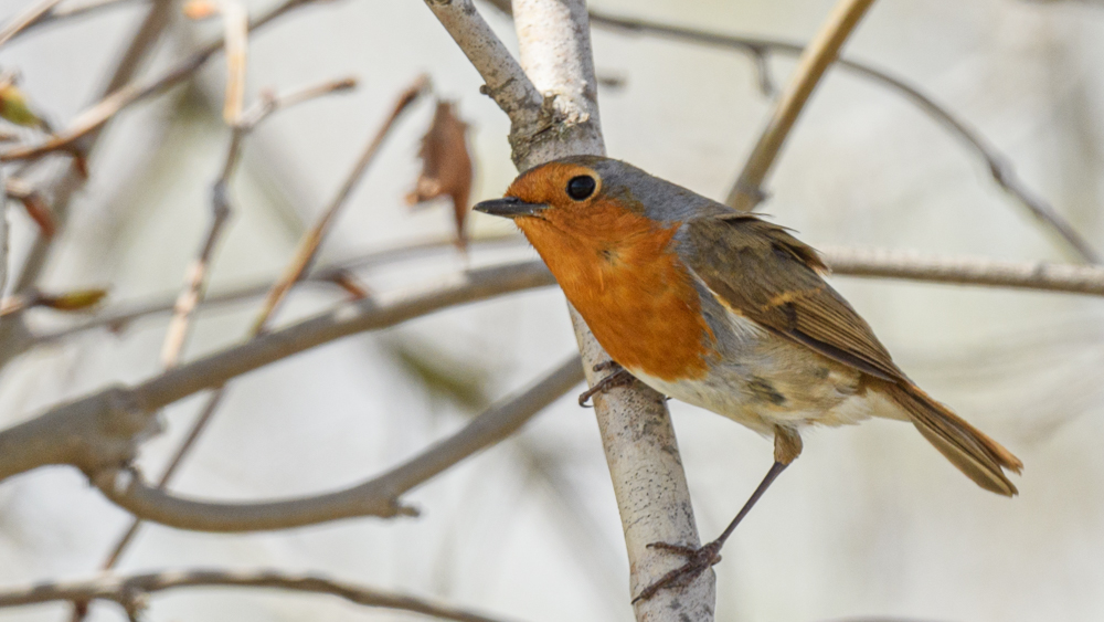 European Robin