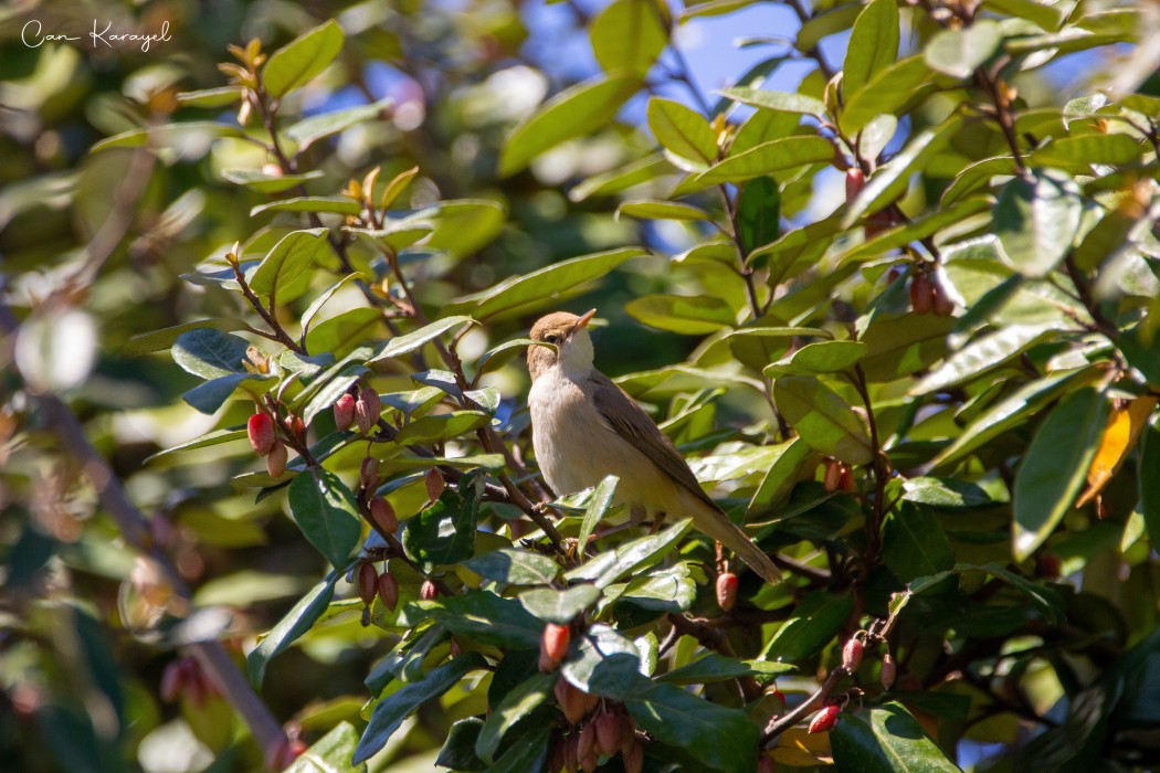Marsh Warbler