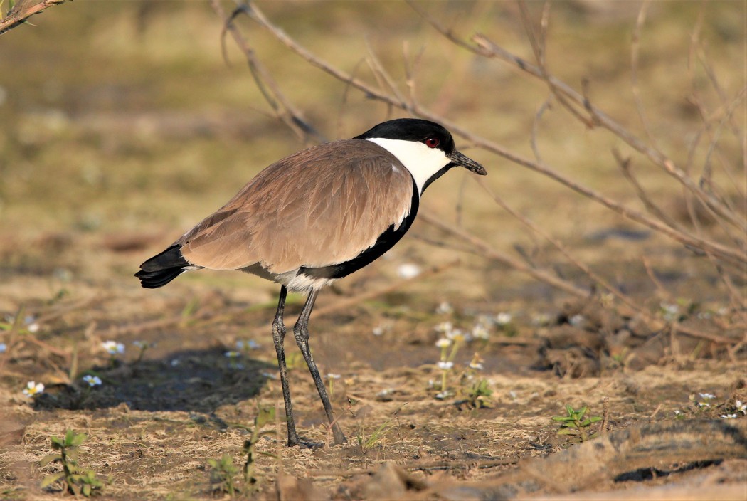 Spur-winged Lapwing
