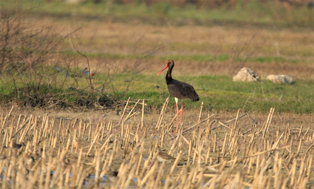 Black Stork