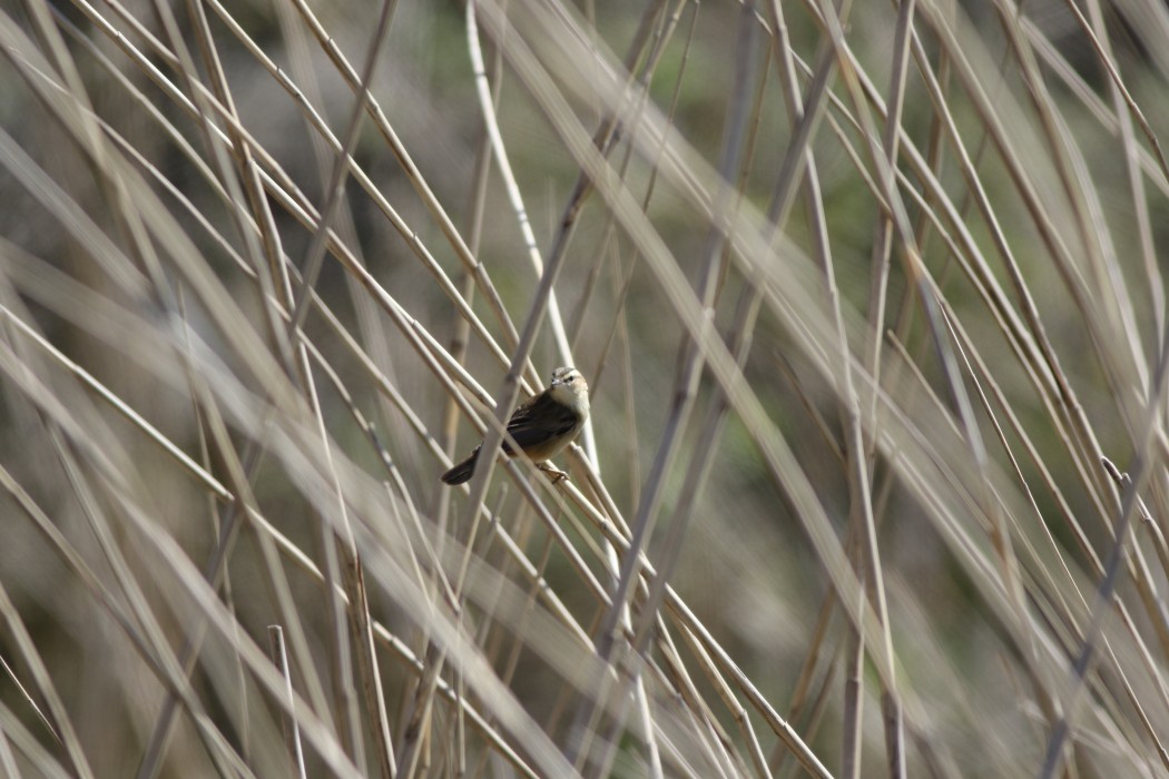Sedge Warbler