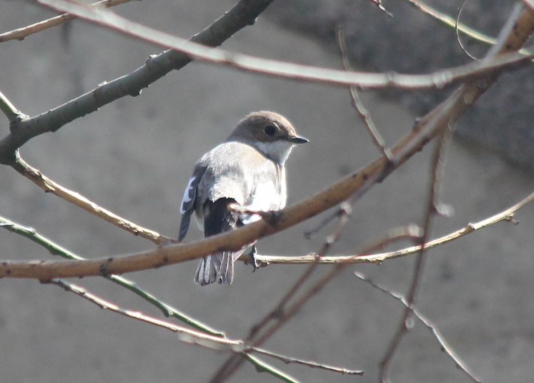 European Pied Flycatcher
