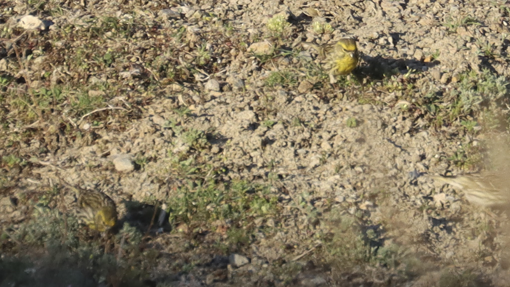 European Serin