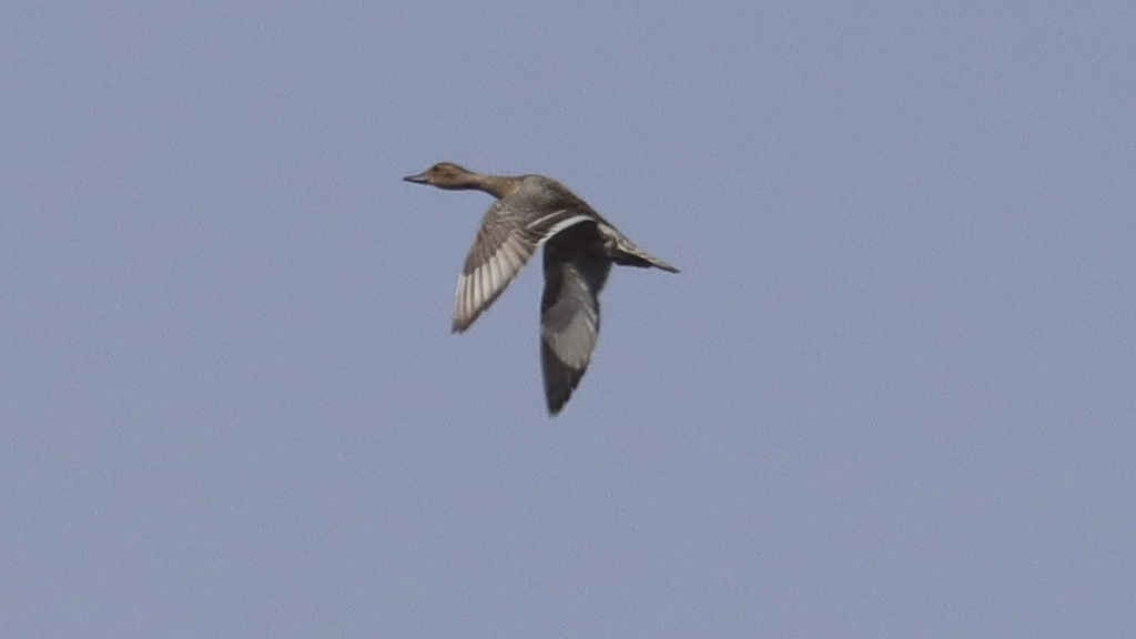 Northern Pintail