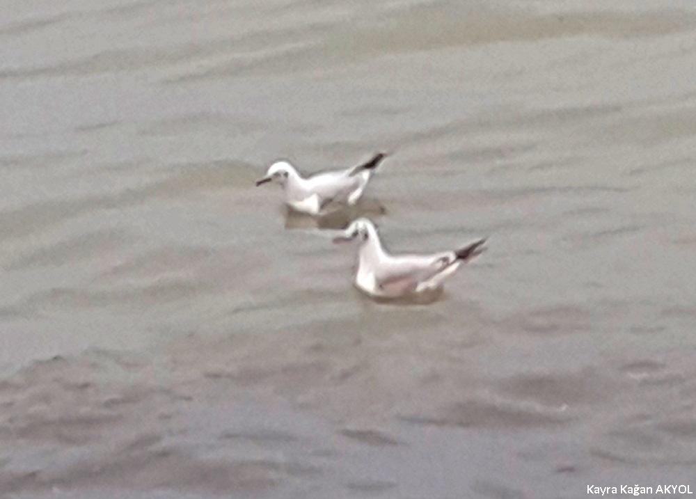 Black-headed Gull