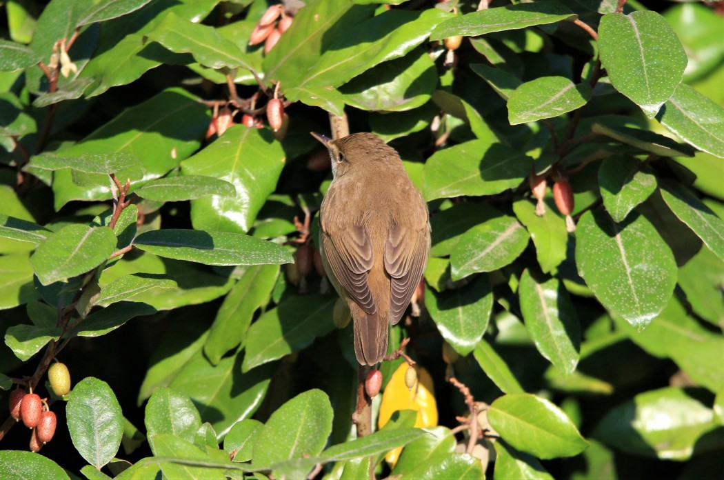 Marsh Warbler