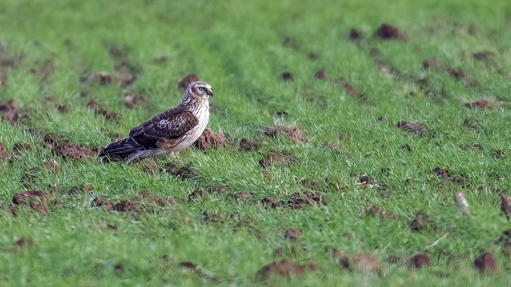 Hen Harrier