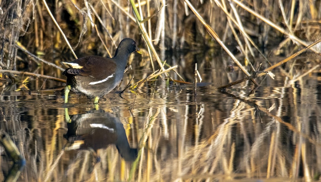 Common Moorhen
