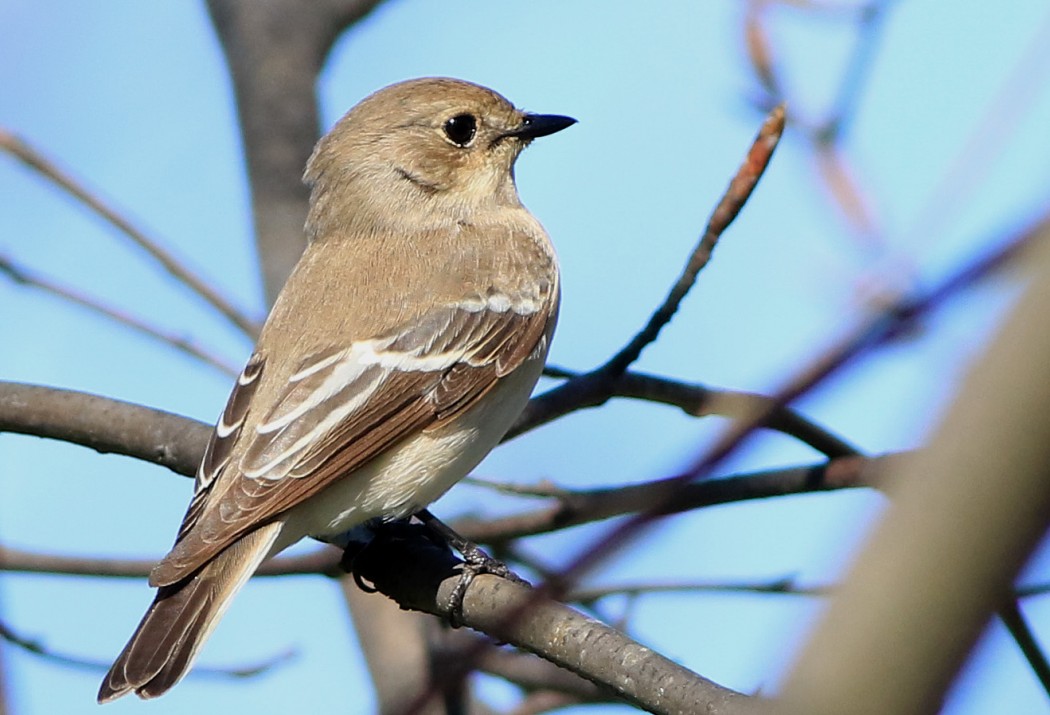 Semicollared Flycatcher