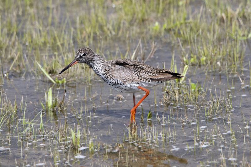 Common Redshank