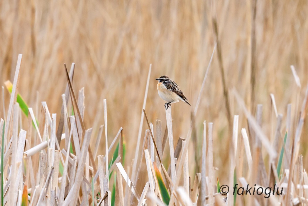 Whinchat